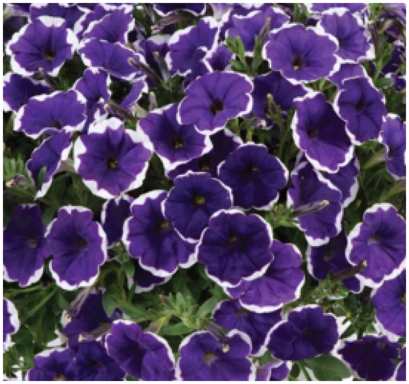 Снимок экрана 2025-08-03 0814448